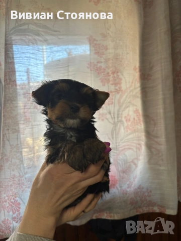 Мъжко йорки