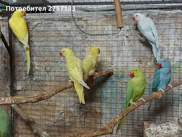 продавам папагали малак Александър 2023г , снимка 7 - Папагали - 46436641