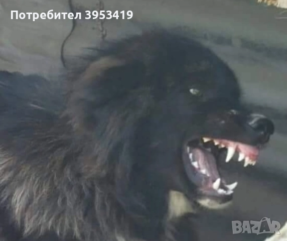 каракачански кученца с доказан произход и качества, снимка 5 - Други - 52137282