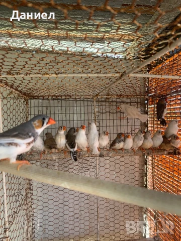 Зеброви амадини, снимка 1