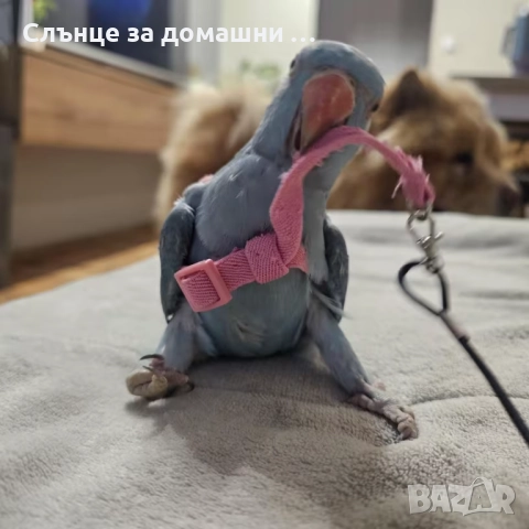 Каишка за малки папагали, снимка 3 - Други стоки за животни - 52425818