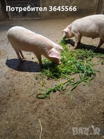 малки прасета, снимка 5 - Прасета - 52900634