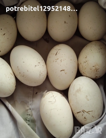 Яйца от СЕЛСКИ гъски-2 Евро броя, снимка 11 - други­ - 53654230