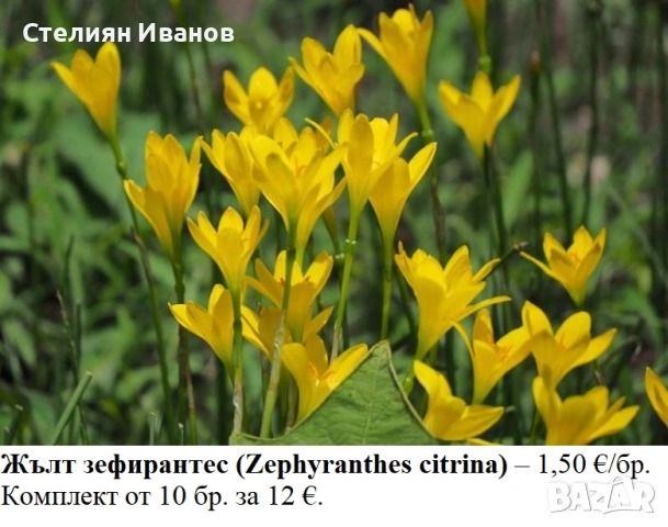 Жълт зефирантес (Zephyranthes citrina) – луковички