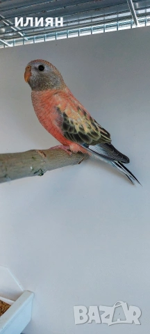 Папагали Буркови Неофеми, снимка 3 - Папагали - 54130690