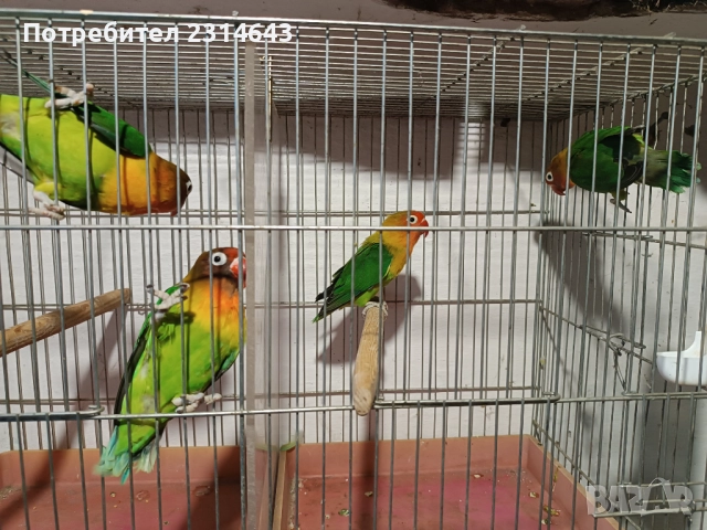 Папагали неразделки , снимка 1