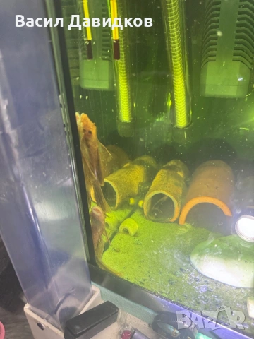 Анциструс L144 червен воал , снимка 2 - Рибки - 44500989