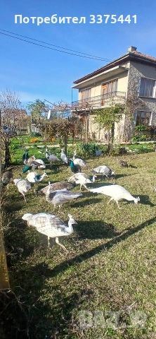 продавам пауни Сребърни ,арлекини ,индийски и Бели , снимка 7 - други­ - 53077552