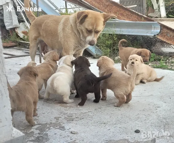 малки кученца за осиновяване, снимка 1