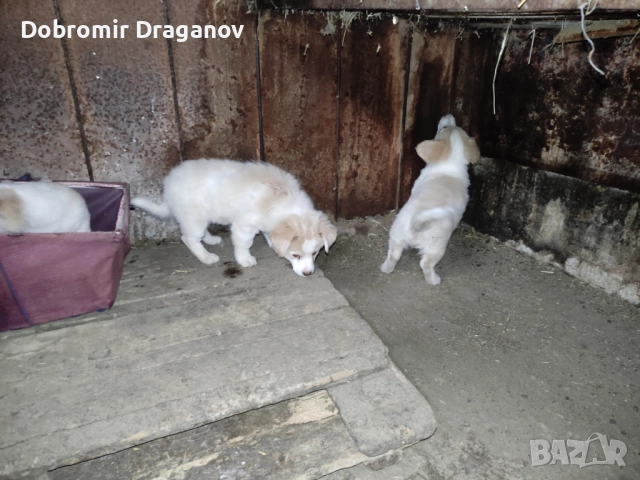 кученца търсят двукраки приятели - подаряват се, снимка 3 - Други - 52184528