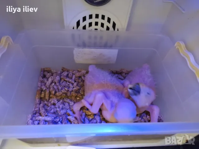 Синьо-жълта Ара двойка с Малките , снимка 5 - Папагали - 41243682