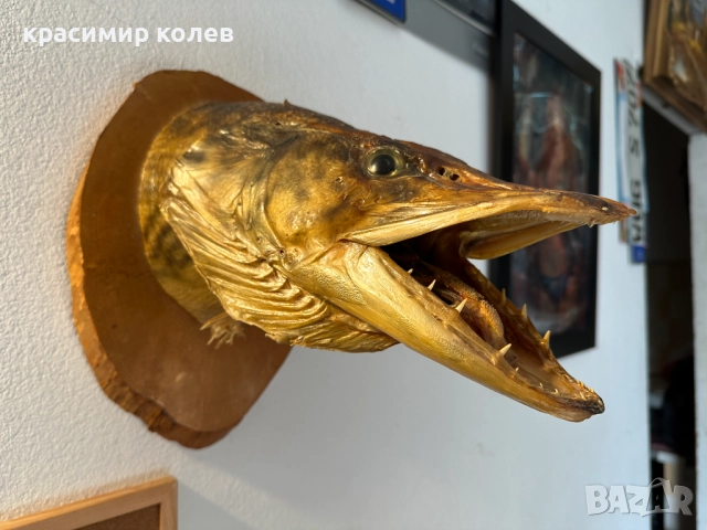 голяма препарирана глава на щука/сувенир за стена/
