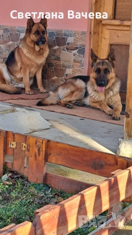 Чистокръвни немски овчарки, снимка 6 - Немска овчарка - 53134028