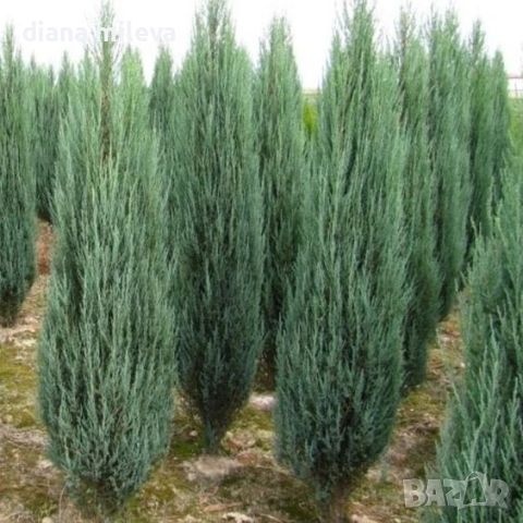 Юниперус Синя Стрела,  Juniperus “Blue Arrow” , снимка 4 - Градински цветя и растения - 46527647