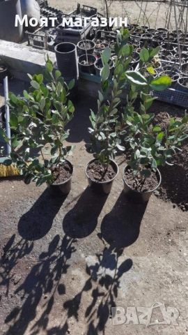 Фейхоа Ананасова Гуава, снимка 7 - Градински цветя и растения - 53641210