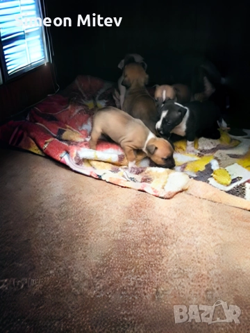 Американски Стафордшир Териери (Амстаф) , снимка 8 - Американски стафордширски териер - 52282473