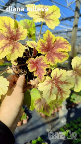 Хойхера Stoplight, студоустойчива, за сянка, снимка 9 - Градински цветя и растения - 52507064