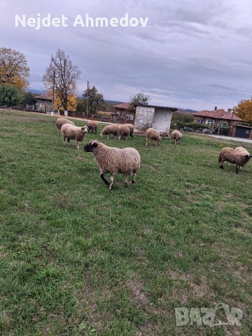 ПРОДАВАМ КОЧ ЗА ДАМЪЗЛЪК и за клане. , снимка 2 - Овце - 54018674