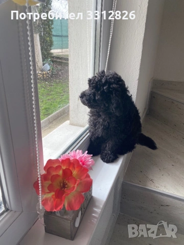 Той Пудел, снимка 2 - Пудели - 53502934