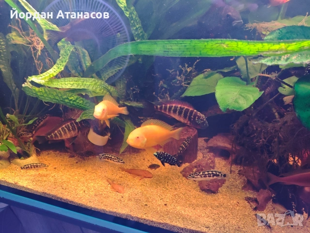 Трофеуси / tropheus, снимка 3 - Рибки - 53829827