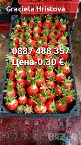 Продавам разсад ягоди 