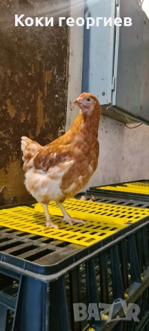 , продавам ярки носачки ломан Браун 