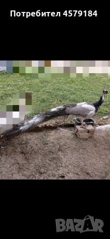 пауни Арлекин Опал , снимка 7 - други­ - 53034760