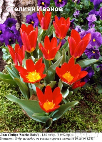 БОТАНИЧЕСКИ ЛАЛЕТА – ЛУКОВИЦИ, снимка 17 - Сортови семена и луковици - 52372825