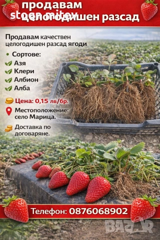 целогодишен разсад ягоди