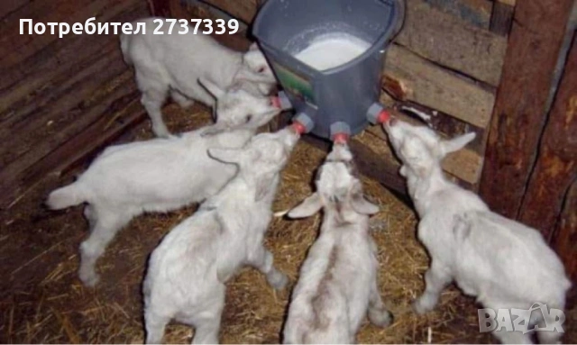 Ярета скуалчета