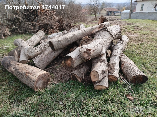 Стебла от Орехови дървета , снимка 3 - Други - 53940971