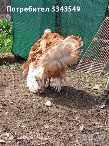  Чифт пуйки , снимка 5 - Кокошки и пуйки - 54180063