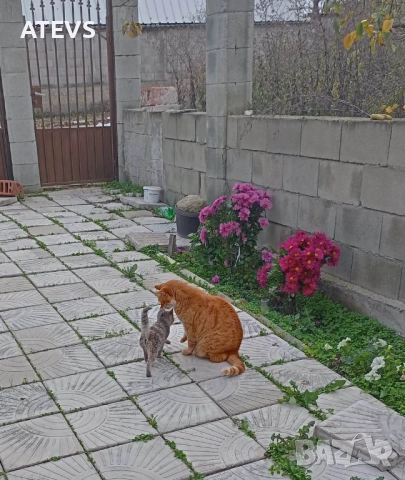 Малко коте търси дом!, снимка 7 - Други - 52517200