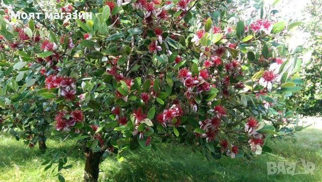 Нар фиданки