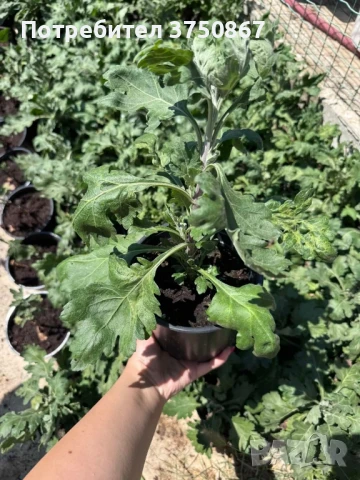 💞😍♥️ Уникални български хризантеми – селекция, създадена с грижа! 💞♥️💞, снимка 7 - Градински цветя и растения - 50782033