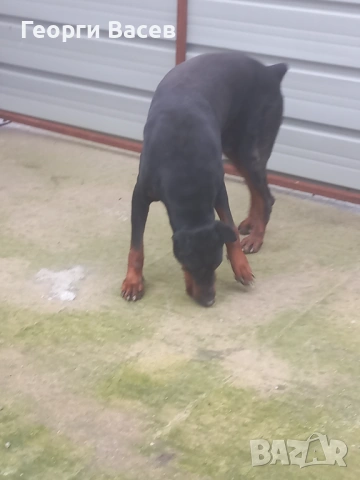 Доберман , снимка 2 - Доберман - 53369144