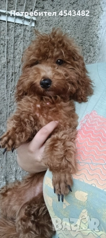 той пудел , снимка 6 - Пудели - 51137528