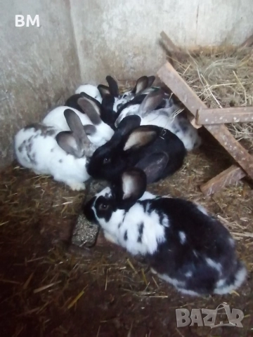 зайци на 5 месеца