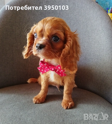 Кавалер Кинг Чарлз шпаньол, снимка 9 - Кавалер кинг чарлз шпаньол - 52918611