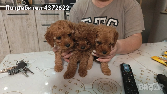 Той пудел момичета