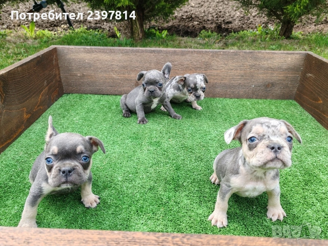 Френски булдог , снимка 10 - Френски булдог - 54012579