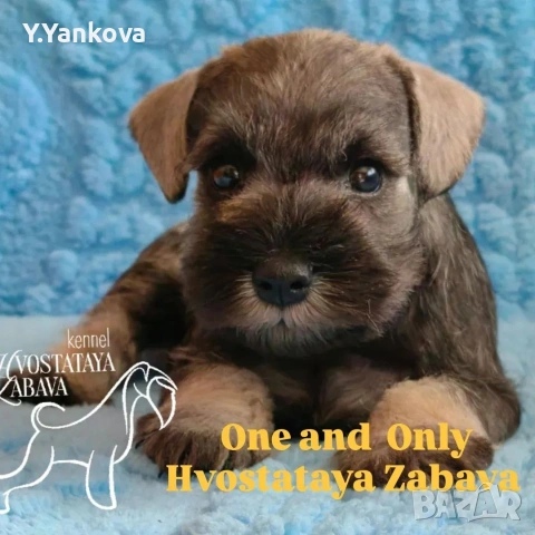 Мини шнауцер сол/пипер,чистокръвни,родителите с ген.тестове 