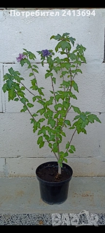 дървовидна ружа Arden, снимка 2 - Градински цветя и растения - 53723893