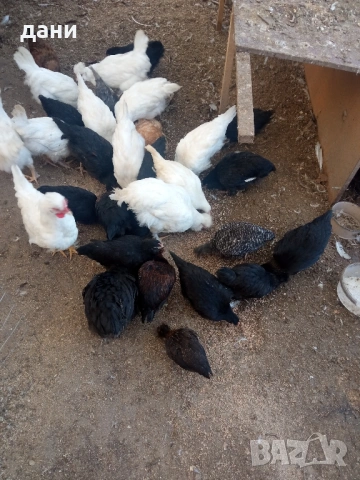 пилета , снимка 7 - Кокошки и пуйки - 52837381