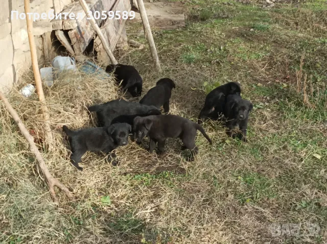 Лабрадорчета черни лабрадор кученца, снимка 3 - Лабрадор ретривър - 47564443