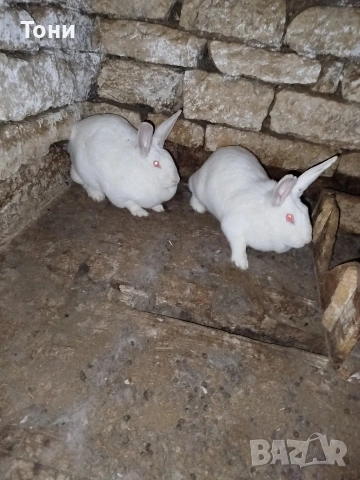 Продавам зайци Цика.