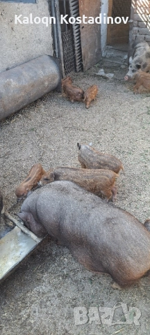 Продавам виетнамски прасета 