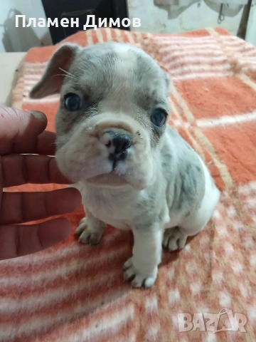 френски булдог 4 момчета и 2 момичета , снимка 14 - Френски булдог - 54026317