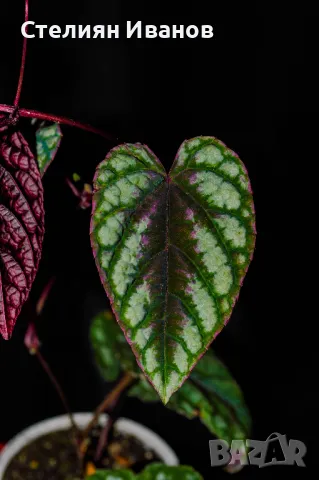 Цисус дисколор (Cissus discolor), снимка 1 - Стайни растения - 47568058