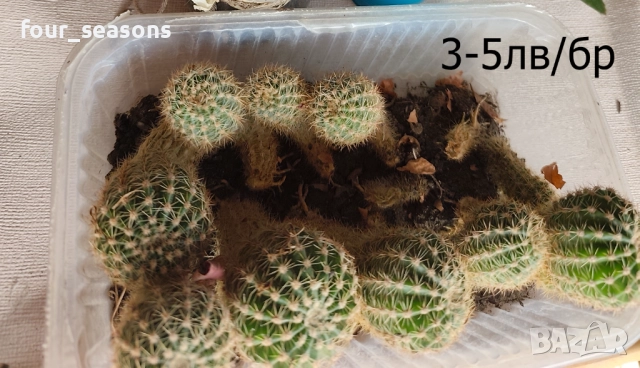 Кактуси, снимка 14 - Градински цветя и растения - 51905969